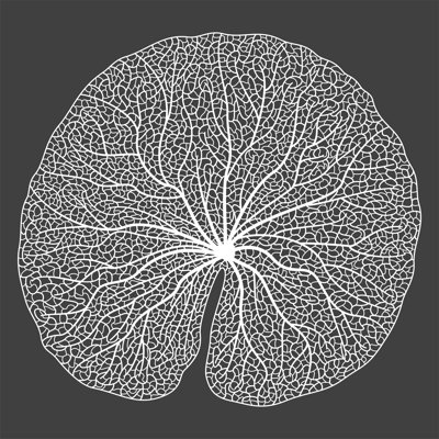 " Leaf Vein "