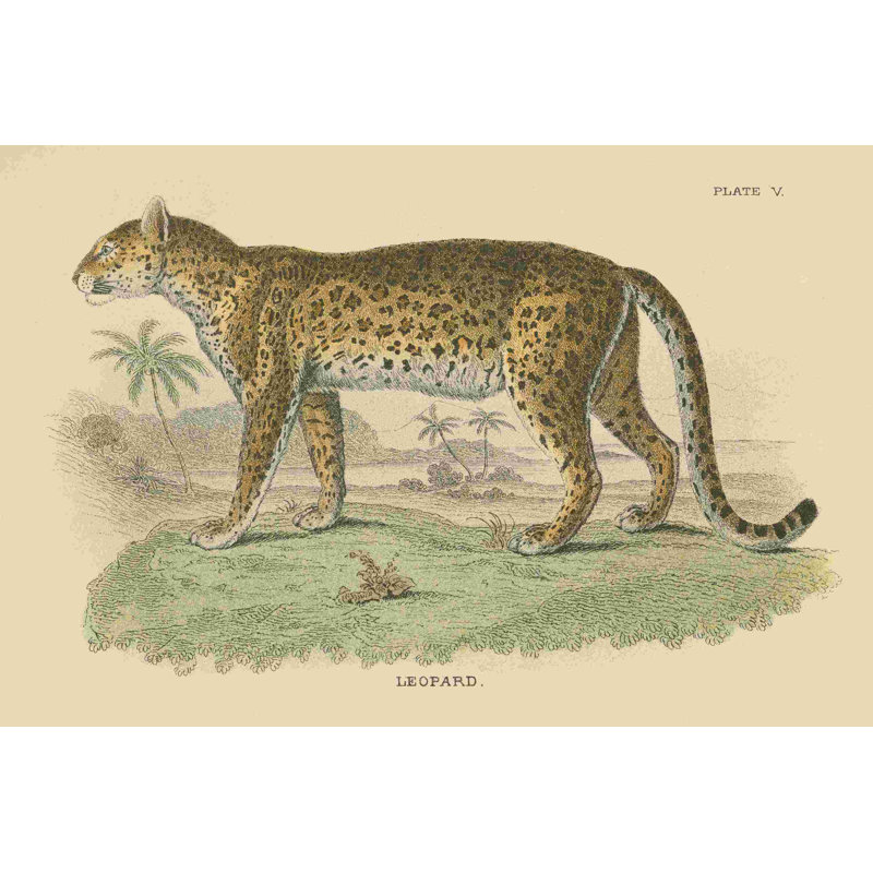 «Vintage Leopard» par Wild Apple Portfolio - peinture sur toile tendue, H 12 po x l 18 po