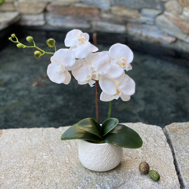 Centre de table orchidées en pot