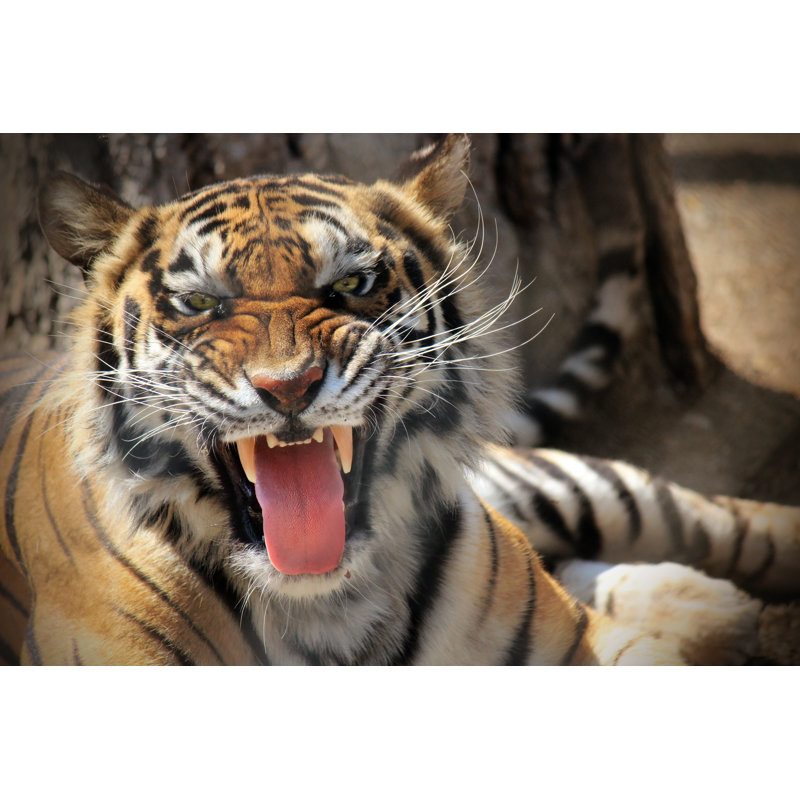 Tiger roar 1 Piece Wrapped Canvas Wall Art, 30cm H x 46cm W