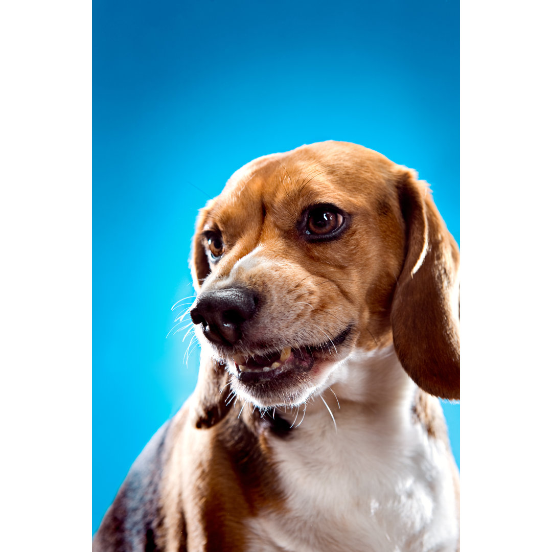 Snarling Angry Beagle von RyanJLane - Ohne Rahmen auf Leinwand