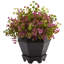 Sedum et eucalyptus en pot