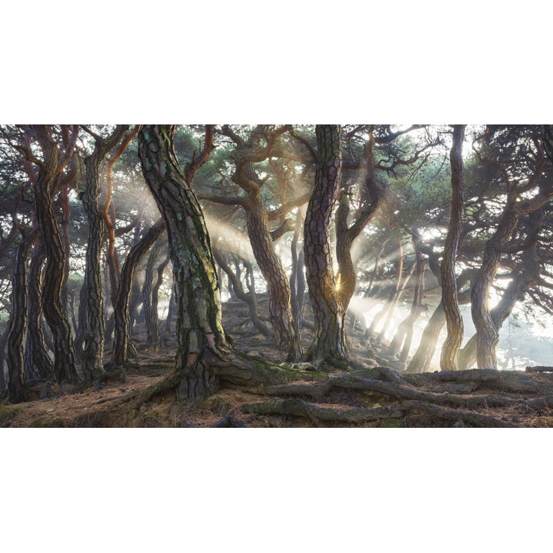 Wrapped Canvas Print