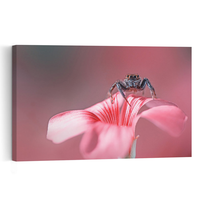 Jumping Spider Pink Blossom Delicate Spider Flower Nature Wall Art Print 1 Piece Wrapped Canvas Wall Art