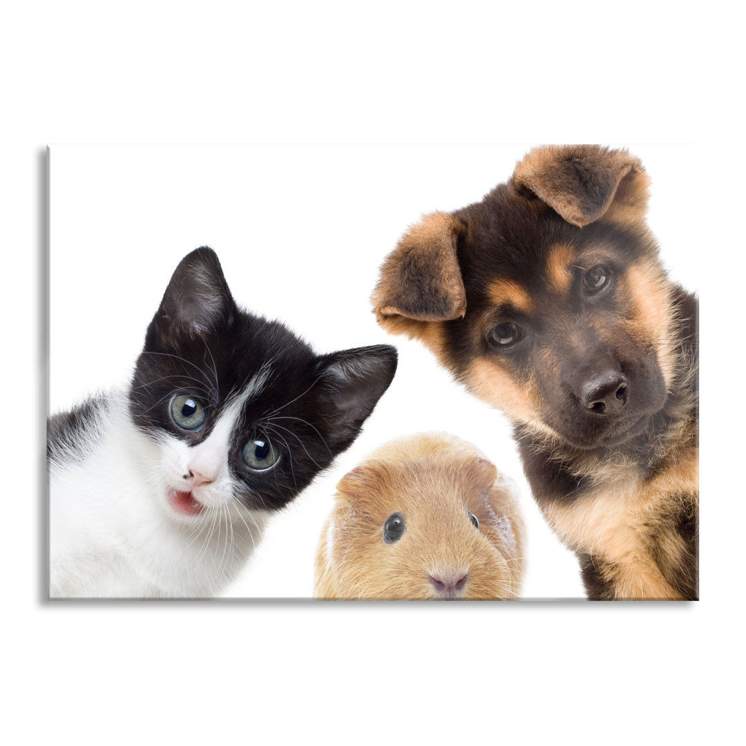 Ungerahmtes Foto auf Glas "Hund, Katze und Meerschweinchen-Trio"