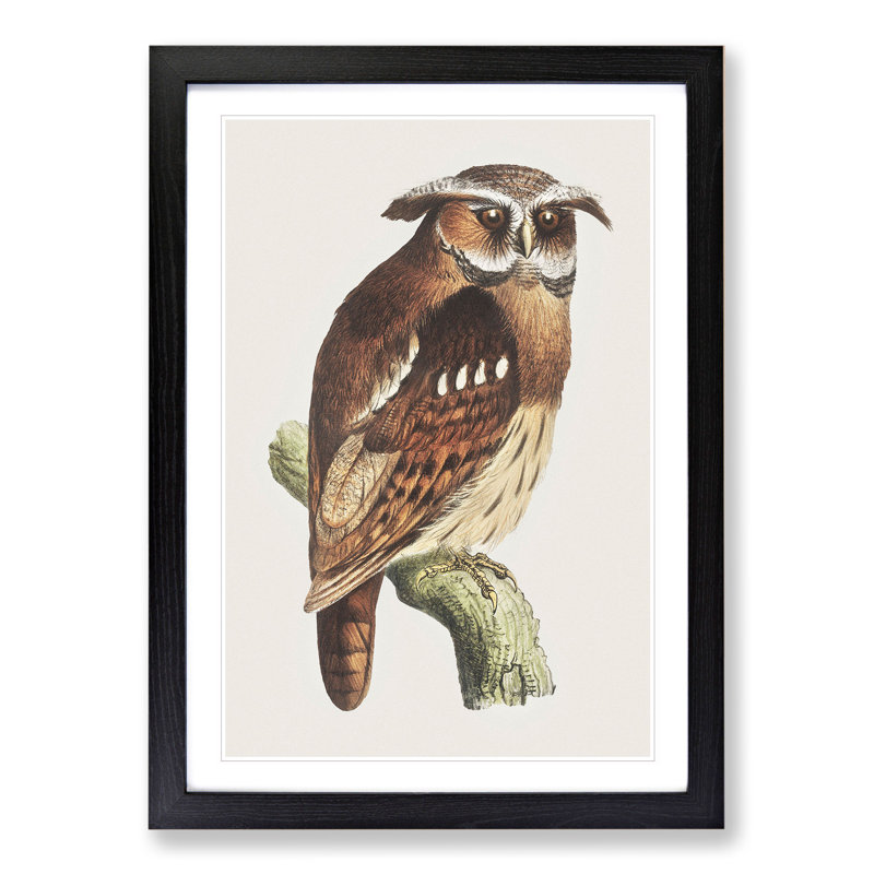 Owl on a Branch by Theo Van Hoytema - Picture Frame Painting, 48cm H x 36cm W x 2cm D, Black Framed