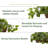 15'' Faux Ivy Plant in Wood Basket