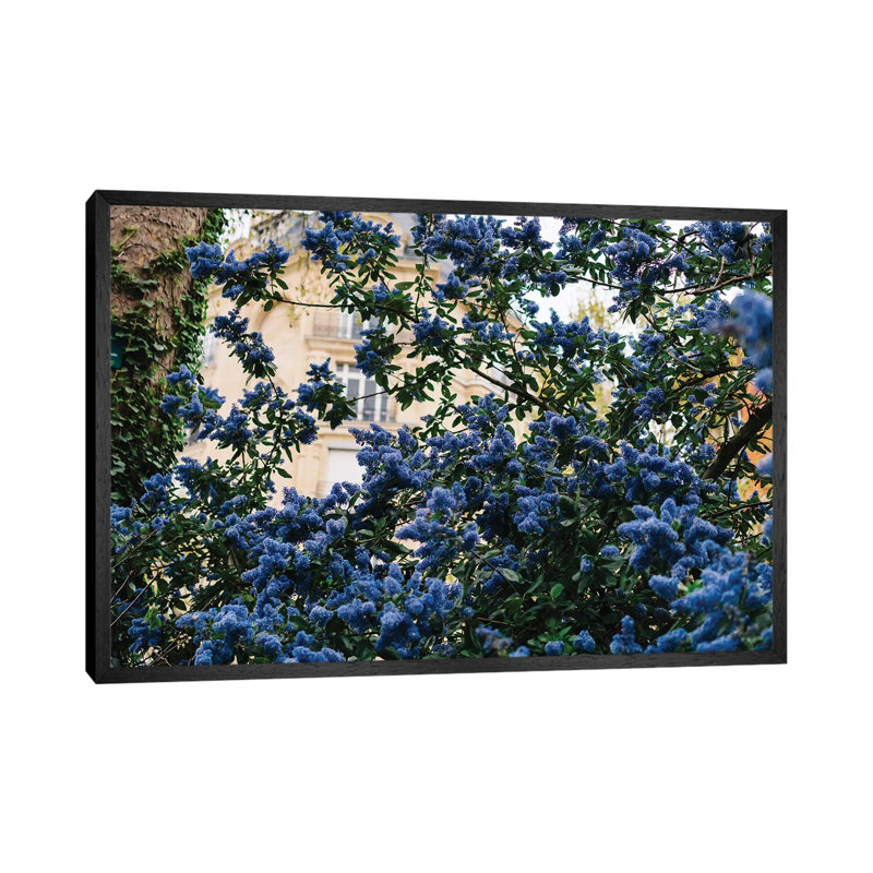 Paris Garden III by Bethany Young - Print on Canvas, Black Framed, 66.04cm H x 101.6cm W x 3.81cm D