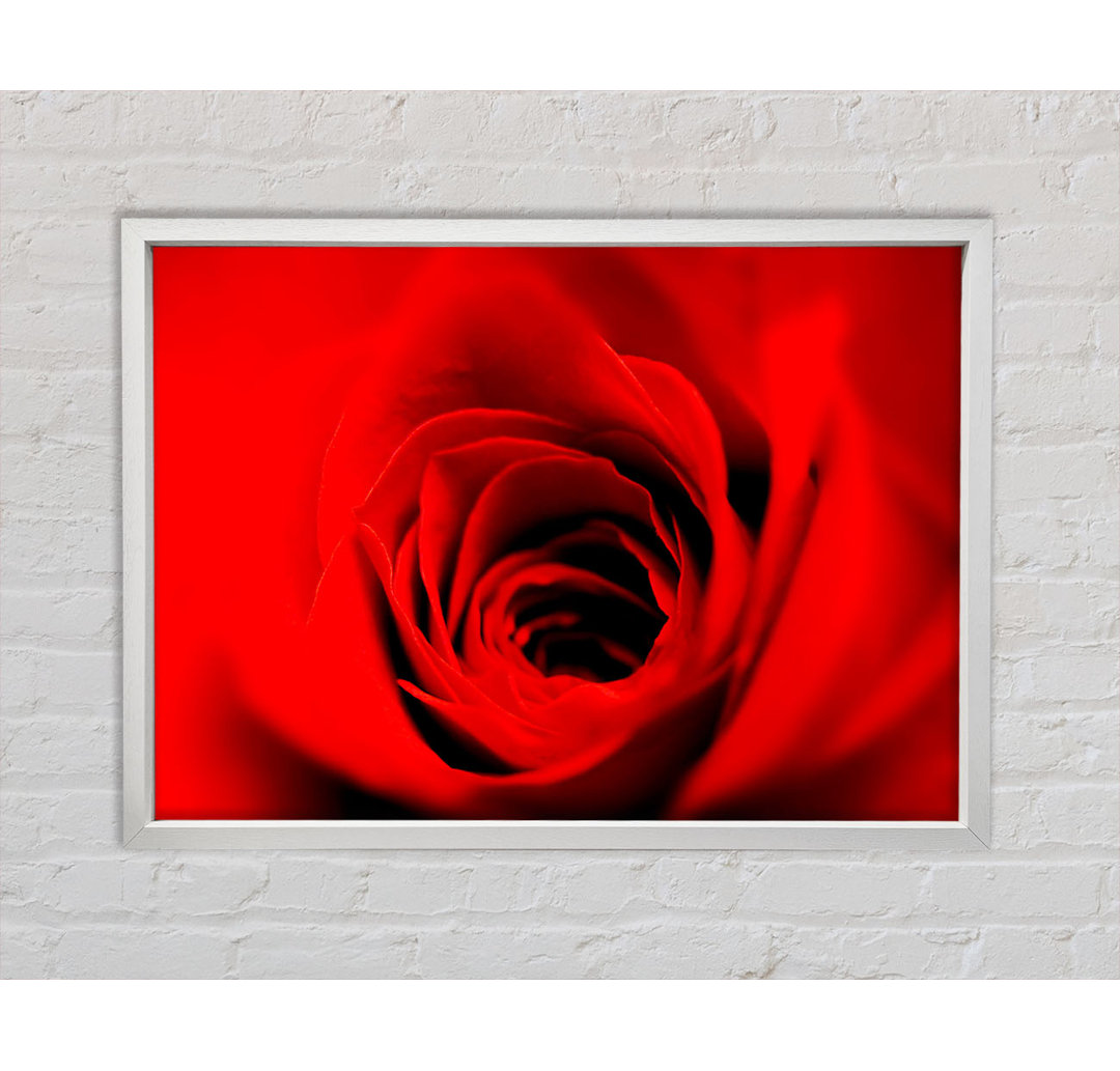 Soft Red Rose Close-Up - Einzelner Bilderrahmen Kunstdrucke auf Leinwand