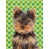 Yorkshire terrier (brun et noir) sélectionné
