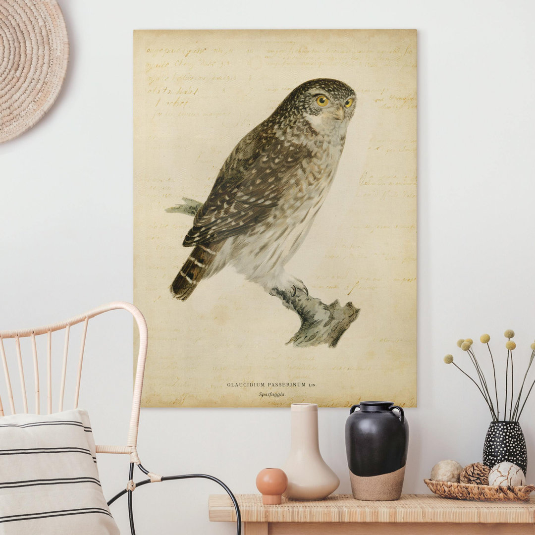 Leinwandbild Vintage Drawing Pygmy Owl