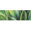 Watercolor Agave Plant - impression florale encadrée pour la décoration intérieure