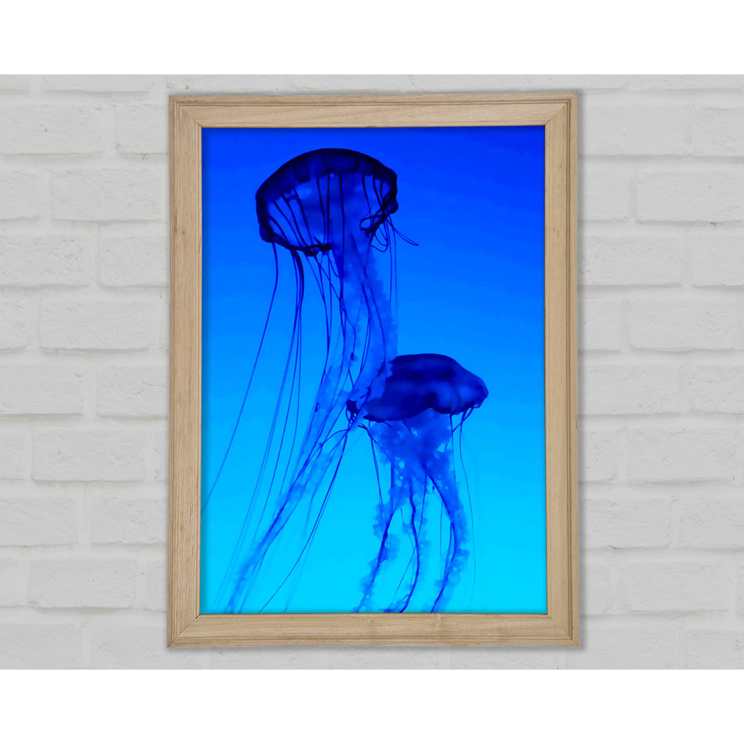 Gerahmtes Leinwandbild Jellyfish Duo