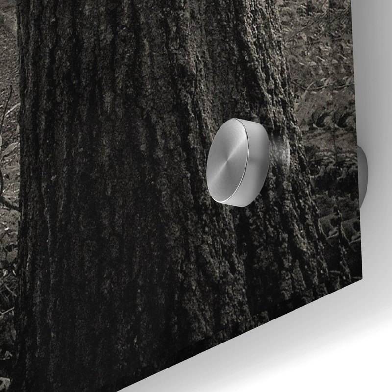 «Woodland Path» par Nicholas Bell, photographie, H 36 po x l 36 po x P 0,2 po