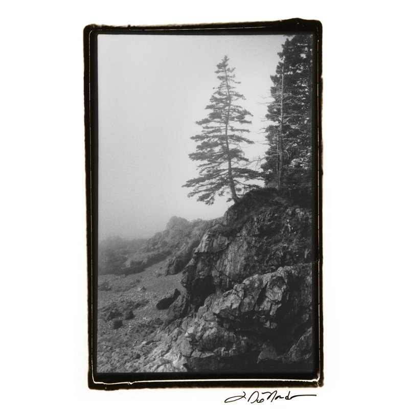 Lone Tree by Laura DeNardo - Wrapped Canvas Print, 46cm H x 30cm W