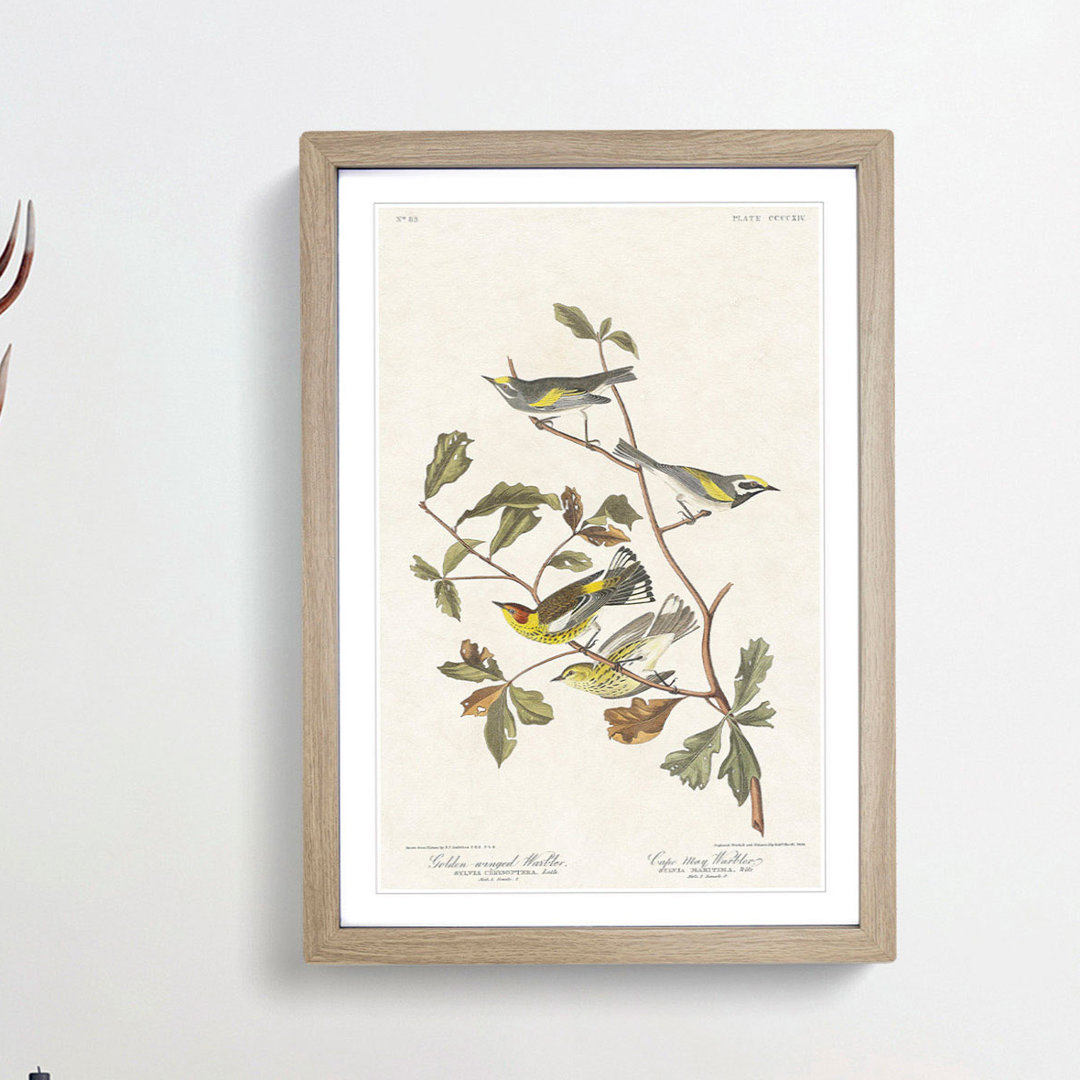 Warbler Birds by John Audubon - Picture Frame Painting Print