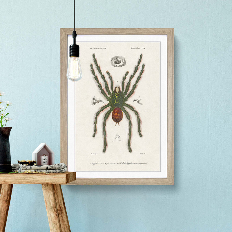 Tarantula Illustration by Charles d' Orbigny - Picture Frame Graphic Art Print, 36cm H x 27cm W x 2cm D, Oak Framed