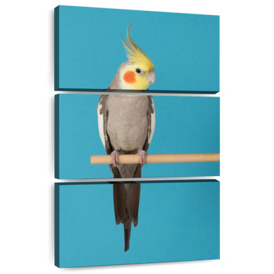 Brampt Cockatiel On Blue