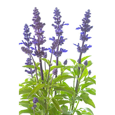 Mauve Salvia Nemorosa plante sur fond blanc - Photographie sur toile tendue