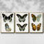 Ensemble de 3 papillons bleus antiques I encadrés sur toile-97759569-97759573