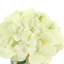 Hydrangea In A Ceramic Label Pot-41921069