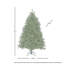 Sapin royal à DEL-105229891