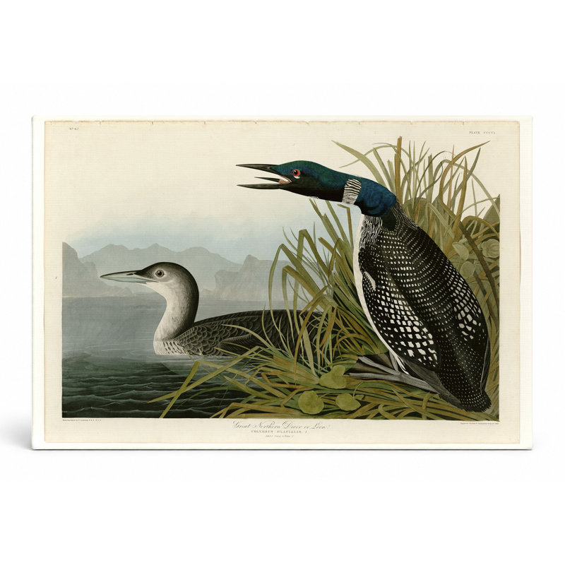 Great Northern Diver or Loon (planche 306) - art mural sur toile paysage, 20" W x 16" H