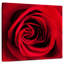 Rose rouge Arney en fleurs-109220859