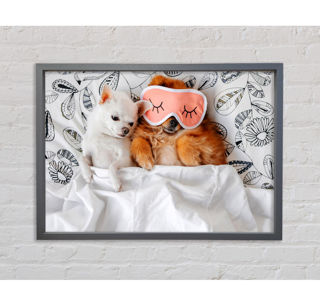 Gerahmtes Leinwandbild Chihuahua Bedtime Dog Love, Kunstdruck