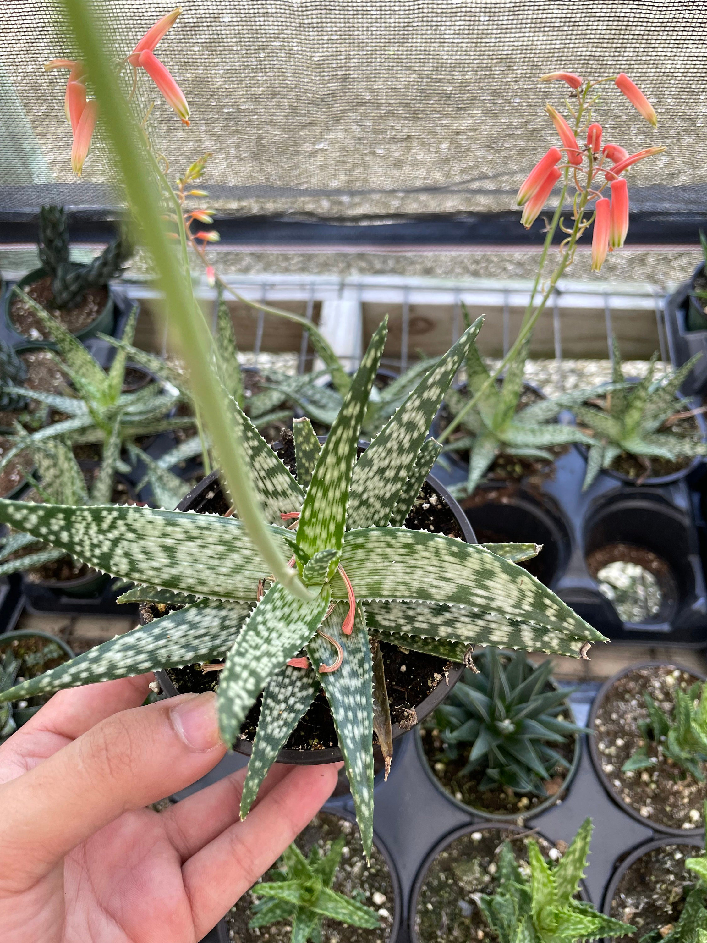 Aloe rauhii \'Super Snow Whight\' スーパースノーホワイト ビッグサイズ サボテン サンスベリア アロエ Aloe Aloe rauhii \'Super Snow Whight\' スーパースノーホワイト ビッグサイズ サボテン サンスベリア アロエ Aloe