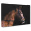 Horse Portrait - Wrapped Canvas-56633433