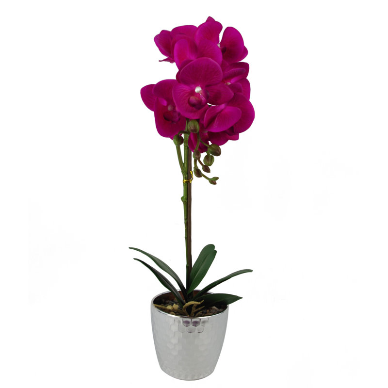 Anneus 50cm Plant