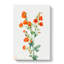Scarlet Globe Mallow by Mary Vaux Walcott - Wrapped Canvas-61845250