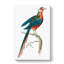 Curve-billed Cuckoo by George Shaw - Wrapped Canvas-55304387