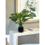 Hosta Plant