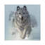 Chasse-neige - loups de course, carré-35538777-72447910-72447921