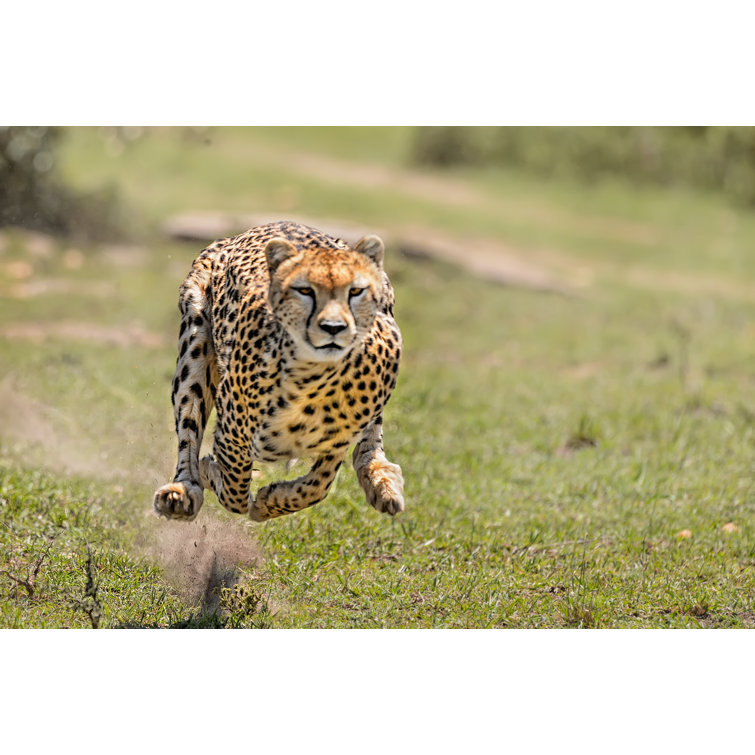 Cheetah On Hunt - Wrapped Canvas Print