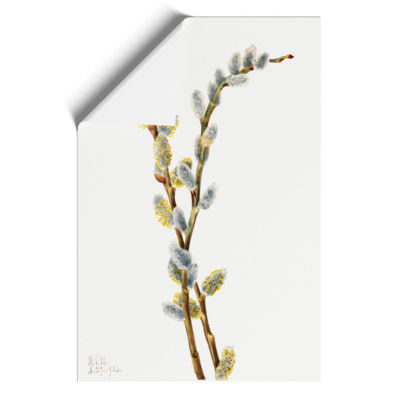 Pussy Willow by Mary Vaux Walcott - No Frame Painting, 59cm H x 42cm W x 0.1cm D