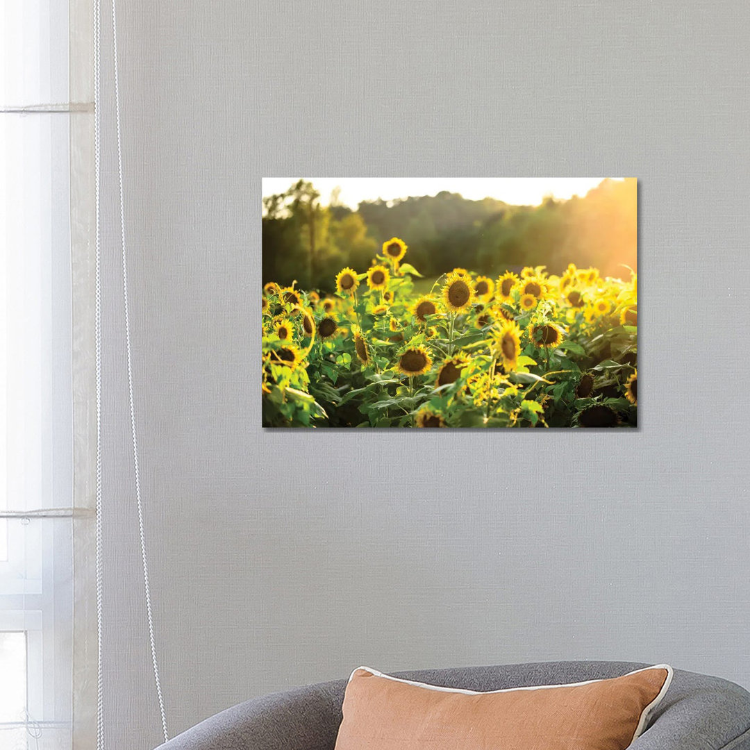 Sunflower Sunshine by Lucas Moore - Wrapped Canvas Print