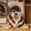  Tapis lavable Dingo-1805551565