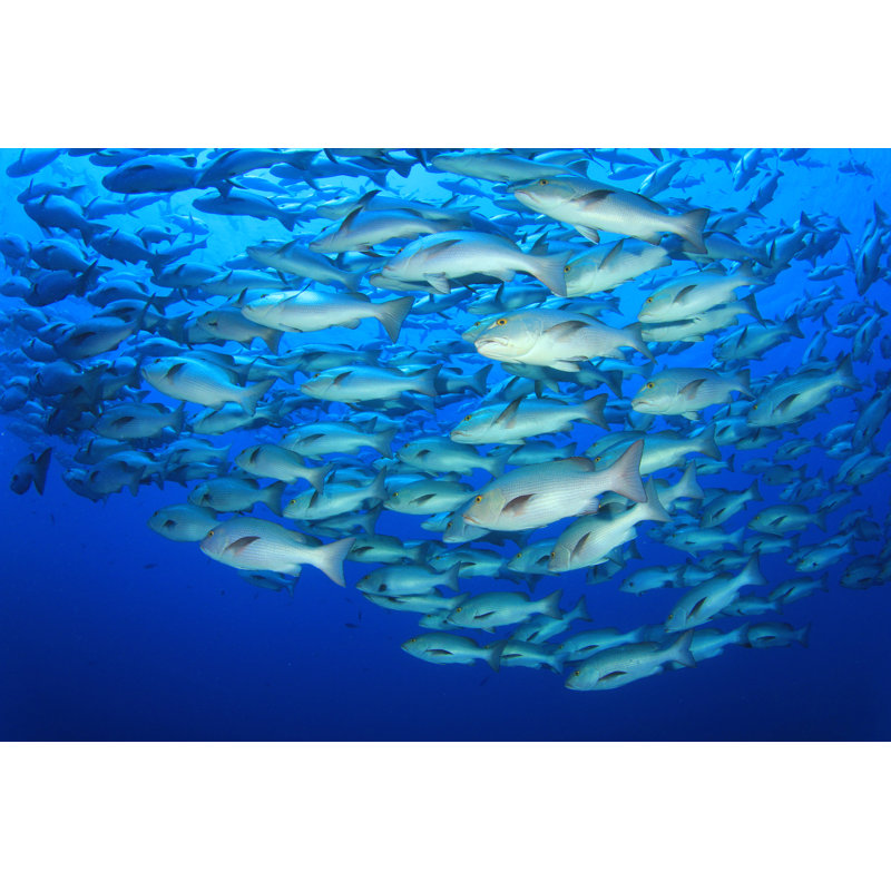 " Snapper Fish " by Richcarey, 24" H x 36" W  