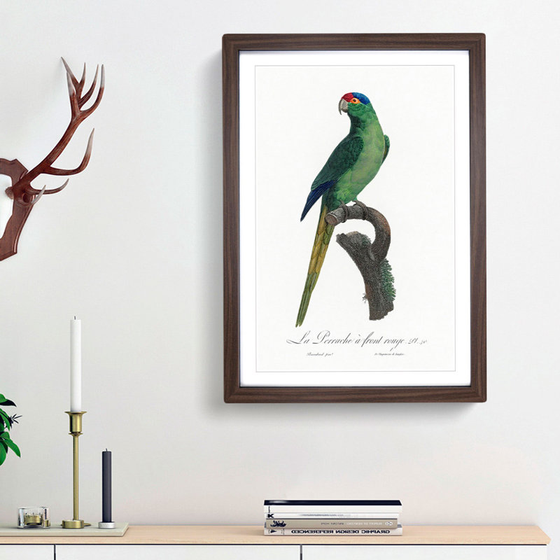 Red-Crowned Parakeet by F. Levaillant - Picture Frame Painting Print, 48cm H x 36cm W x 2cm D, Walnut Framed