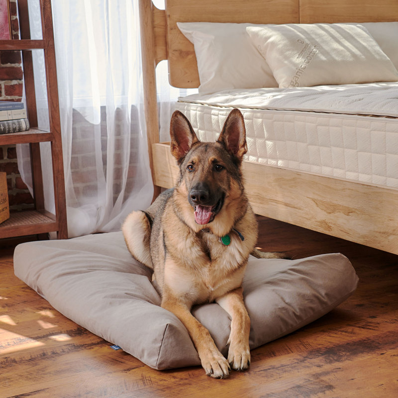 Lit pour animal biologique avec housse lavable et imperméable, H 23 po x l 17 po x P 3 po