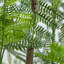 6 pi Arbre jacaranda artificiel en pot décoratif blanc