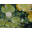 Lotus Pond Serenity Series V by Ruth Hayes-71199106-71199107