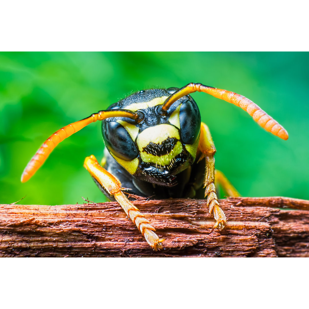 Wespenkopf Makro - Leinwandbild