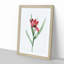 Pink Tulip Flower by Pierre-Joseph Redoute - Picture Frame Painting Print-55601120-55601123