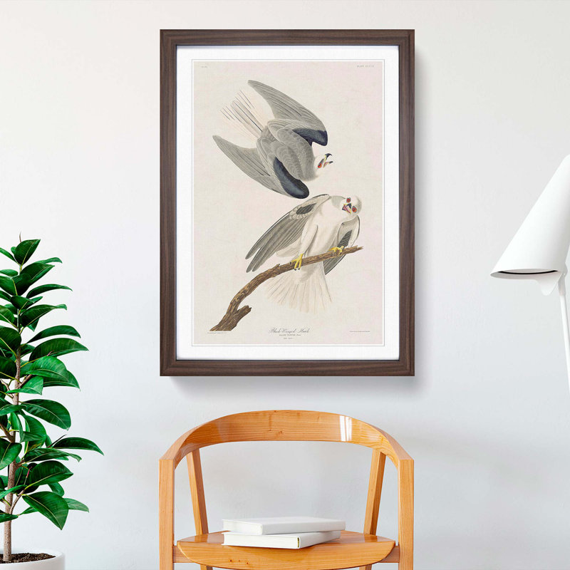 Black-Winged Hawk by John James Audubon - Picture Frame Art Print, 36cm H x 27cm W x 2cm D, Walnut Framed