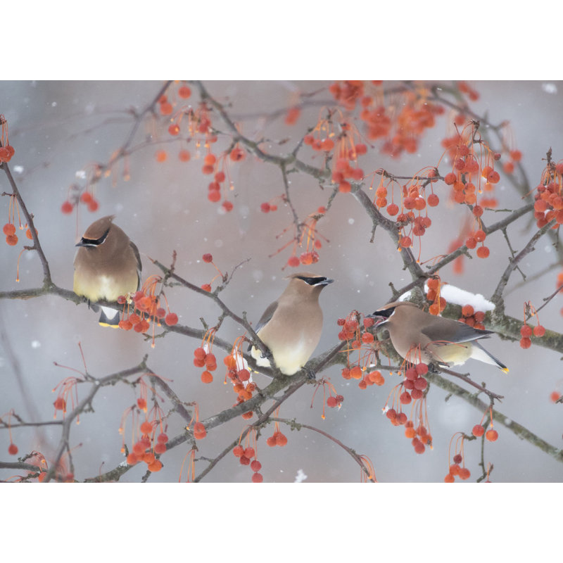 Wrapped Canvas Print, 50.8 cm H x 76.2 cm W