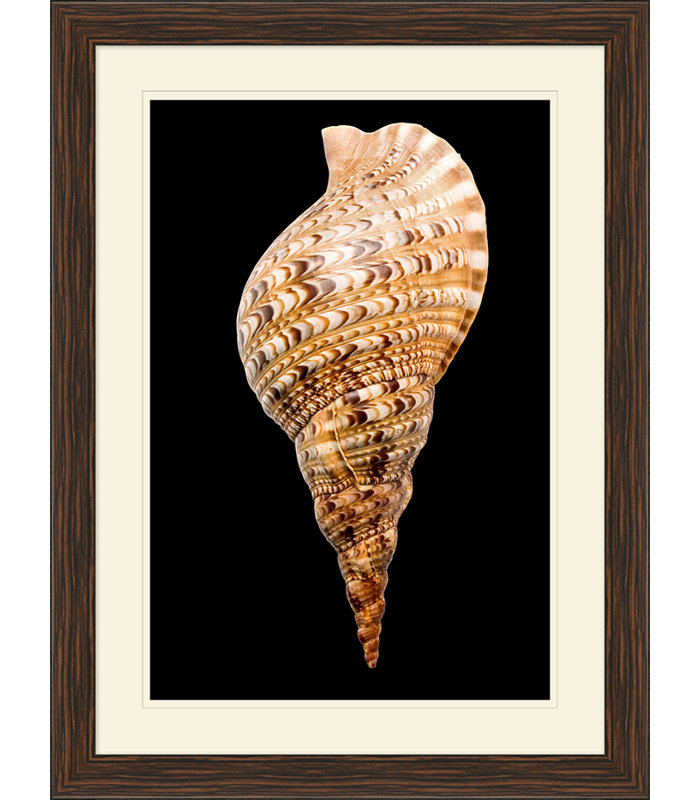 Large Shell 5 Print